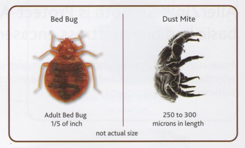 Bed Bug Size and Dust Mite Size 
